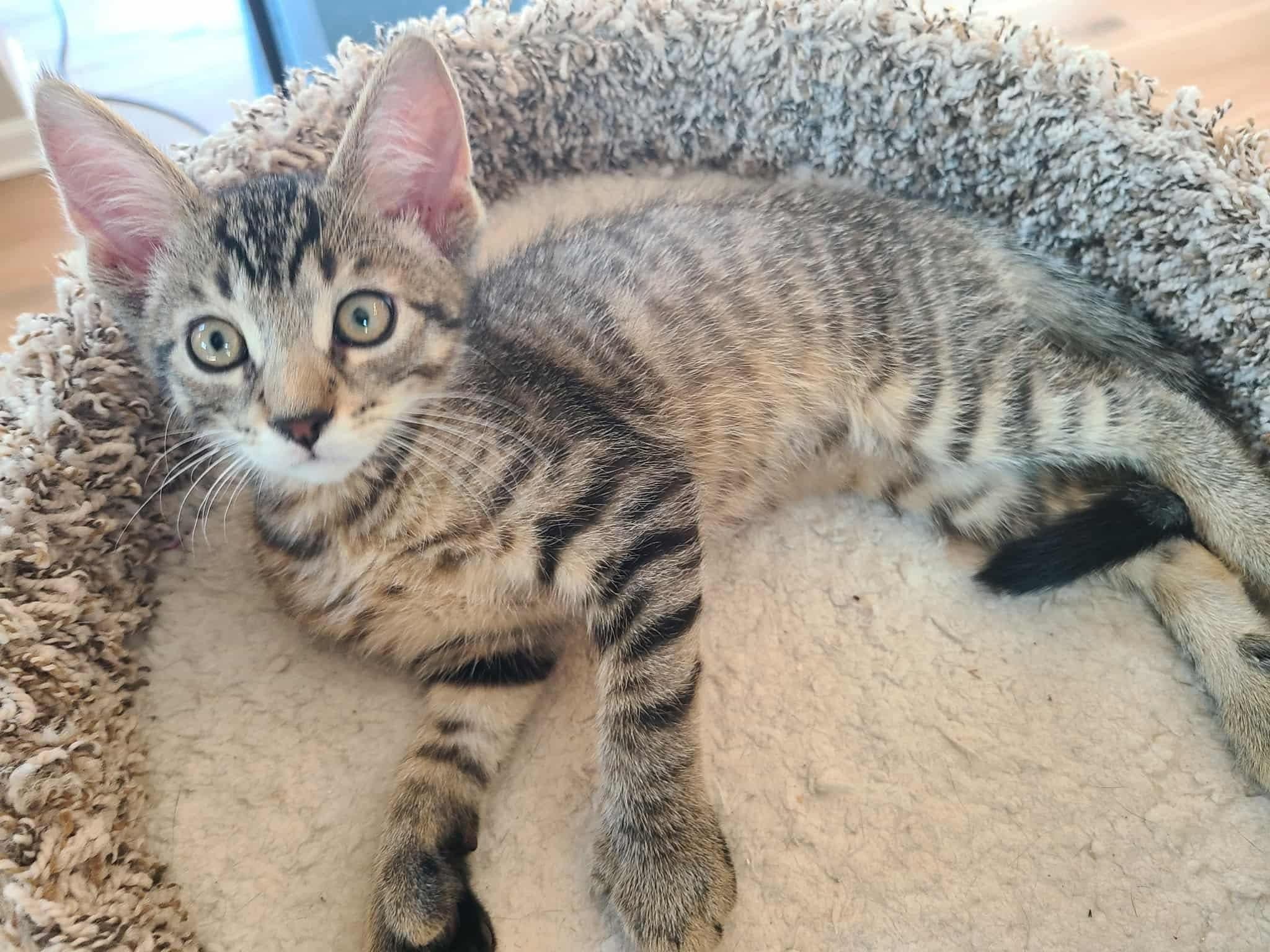 Earl and Cam, Adoptable, Kitten Male Domestic Short Hair.