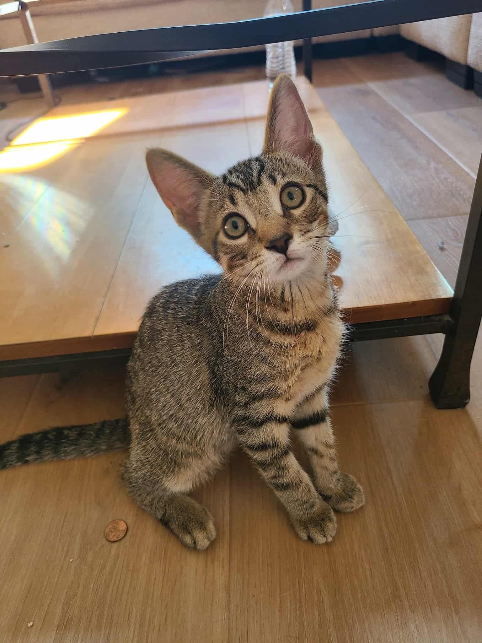 Enlarge Earl and Cam, a Adoptable mixed breed in North East, MD image 2/2