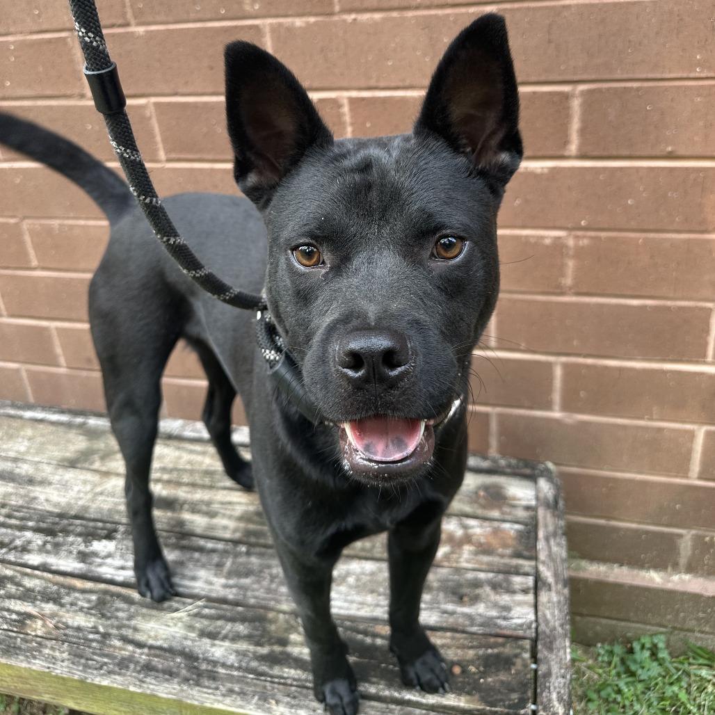 Zack 0729, Adoptable, Young Male Mixed Breed.