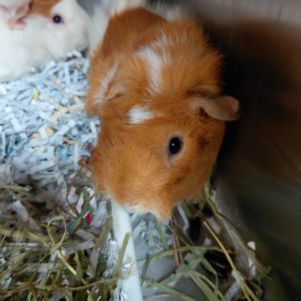 Pickles, Adoptable, Young Male Guinea Pig.