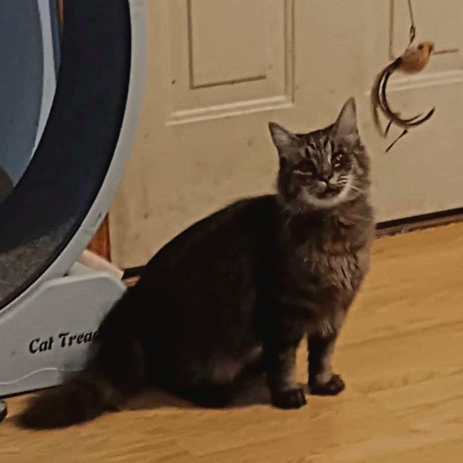 Tinkerbelll, Adoptable, Adult Female Domestic Medium Hair.