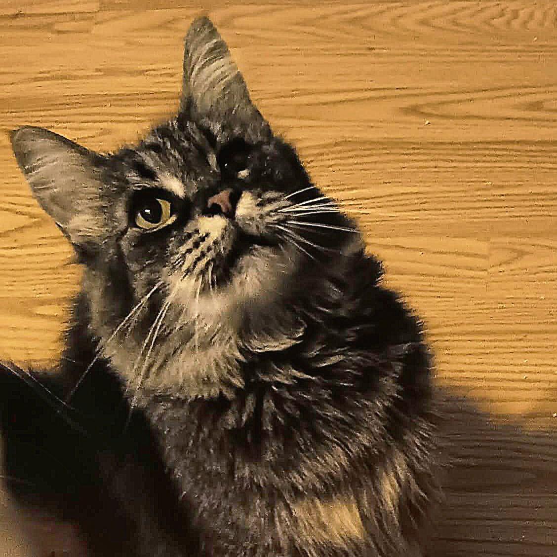 Enlarge Tinkerbelll, a Adoptable Domestic Medium Hair in Akron, OH image 2/3