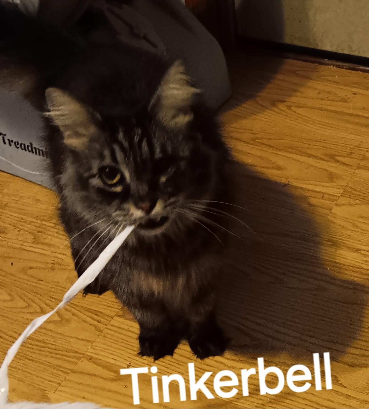 Enlarge Tinkerbelll, a Adoptable Domestic Medium Hair in Akron, OH image 3/3