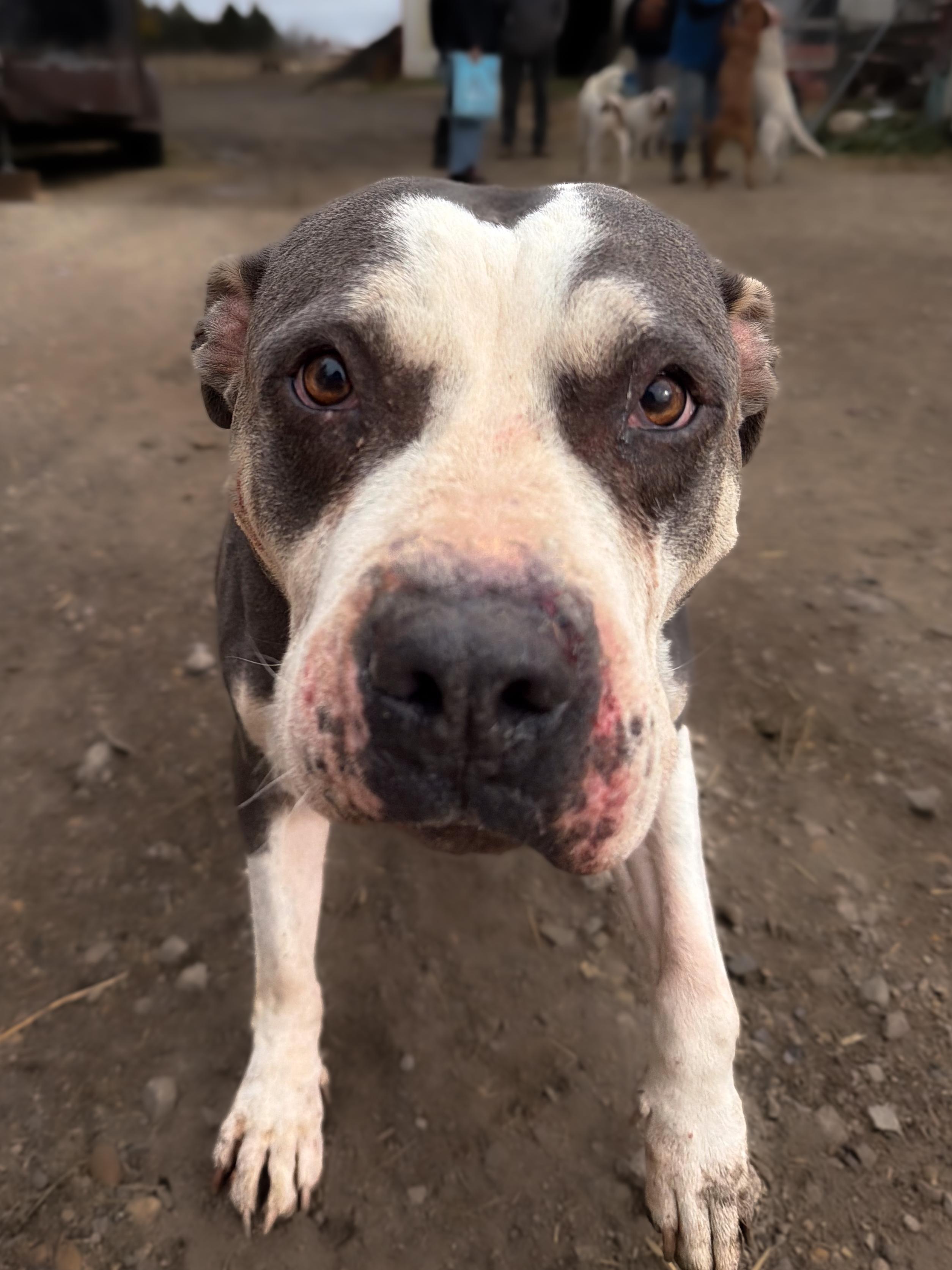 Enlarge Star, a Adoptable American Bully in Marengo, IL image 2/5