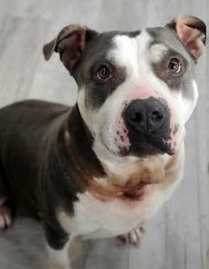 Enlarge Star, a Adoptable American Bully in Marengo, IL image 3/5