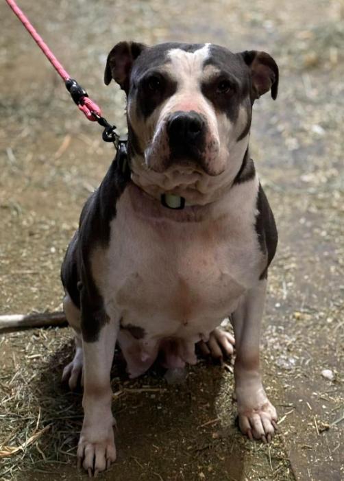 Enlarge Star, a Adoptable American Bully in Marengo, IL image 4/5