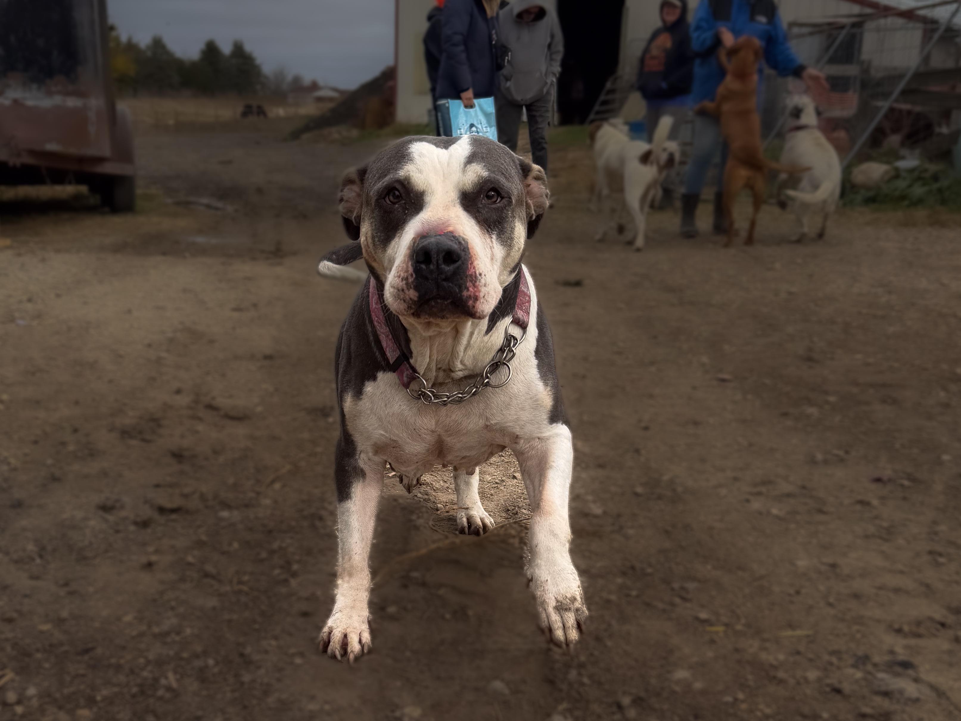 Star, Adoptable, Adult Female American Bully.