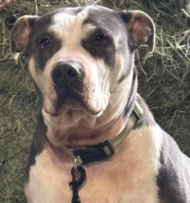 Enlarge Star, a Adoptable American Bully in Marengo, IL image 5/5