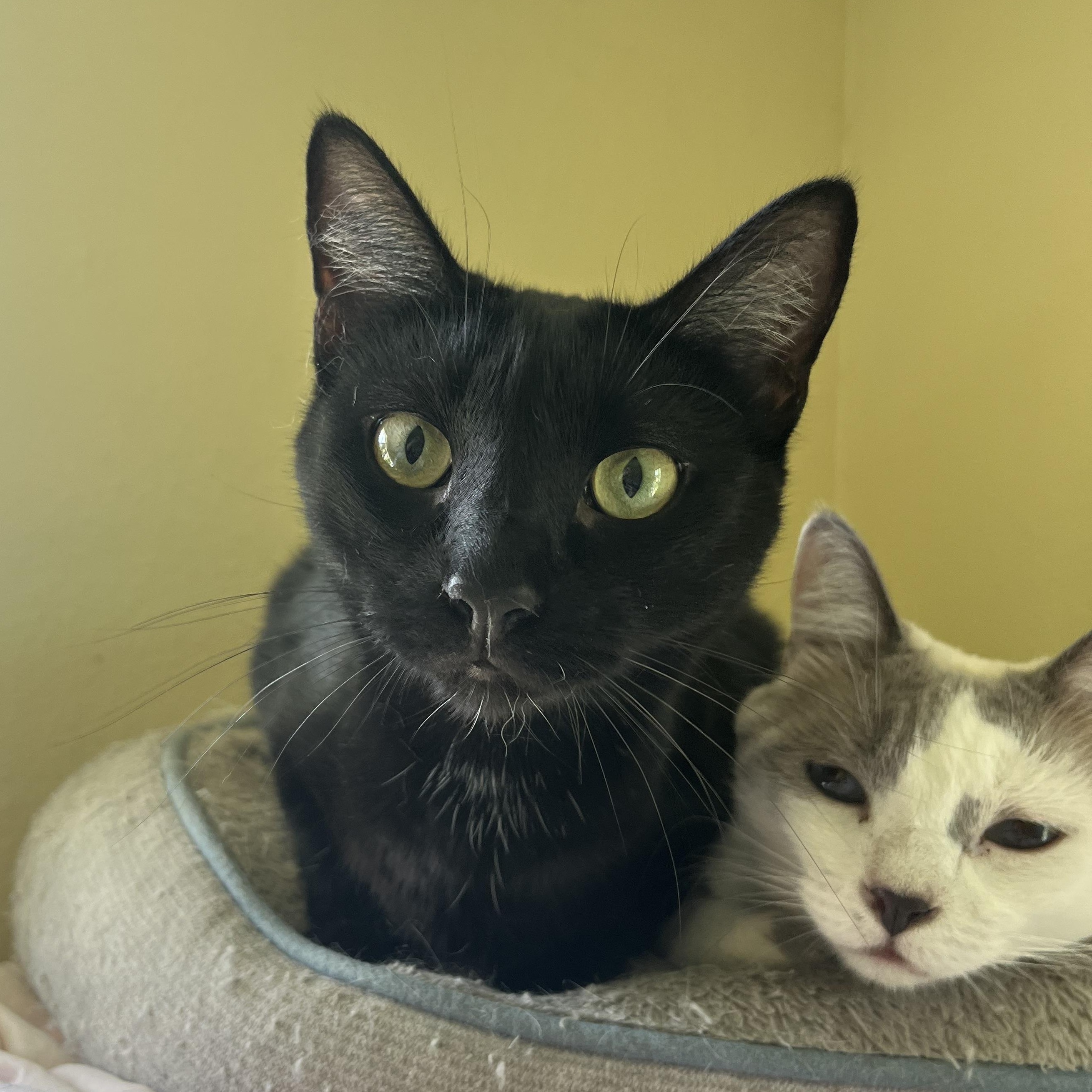 Desert, Adoptable, Young Female Domestic Short Hair.
