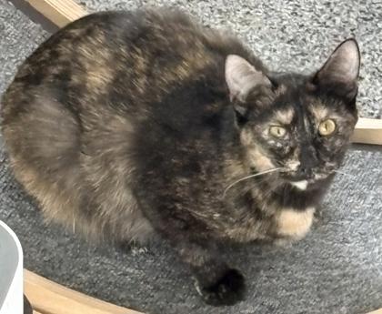 Bougie, Adoptable, Young Female Domestic Short Hair & Domestic Short Hair.