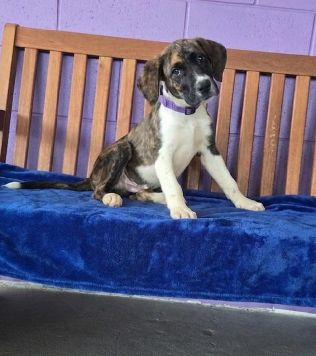 **MEMPHIS**, Adoptable, Puppy Male Labrador Retriever & Border Collie.