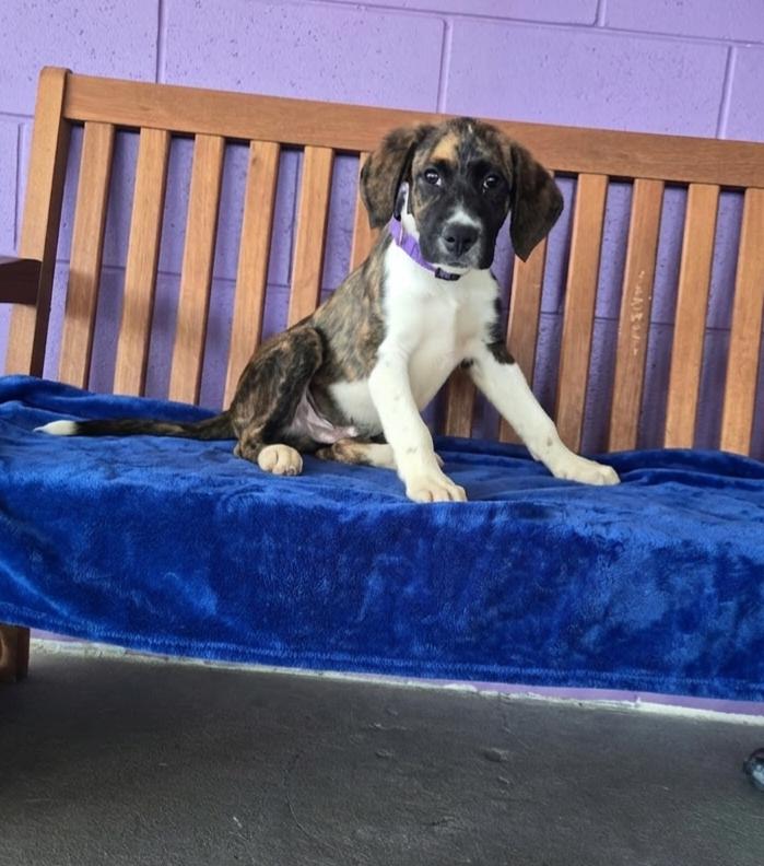 Enlarge **MEMPHIS**, a Adoptable mixed breed in North Prairie, WI image 2/3