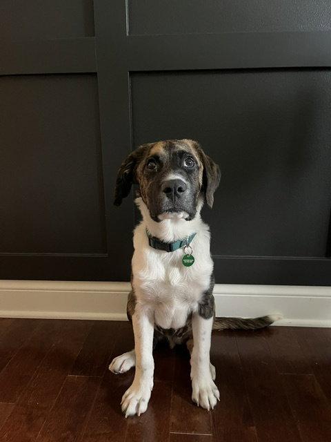 **MEMPHIS**, a Adoptable mixed breed in North Prairie, WI image 2/3