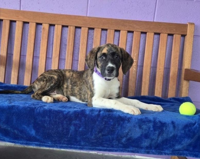 Enlarge **MEMPHIS**, a Adoptable mixed breed in North Prairie, WI image 3/3