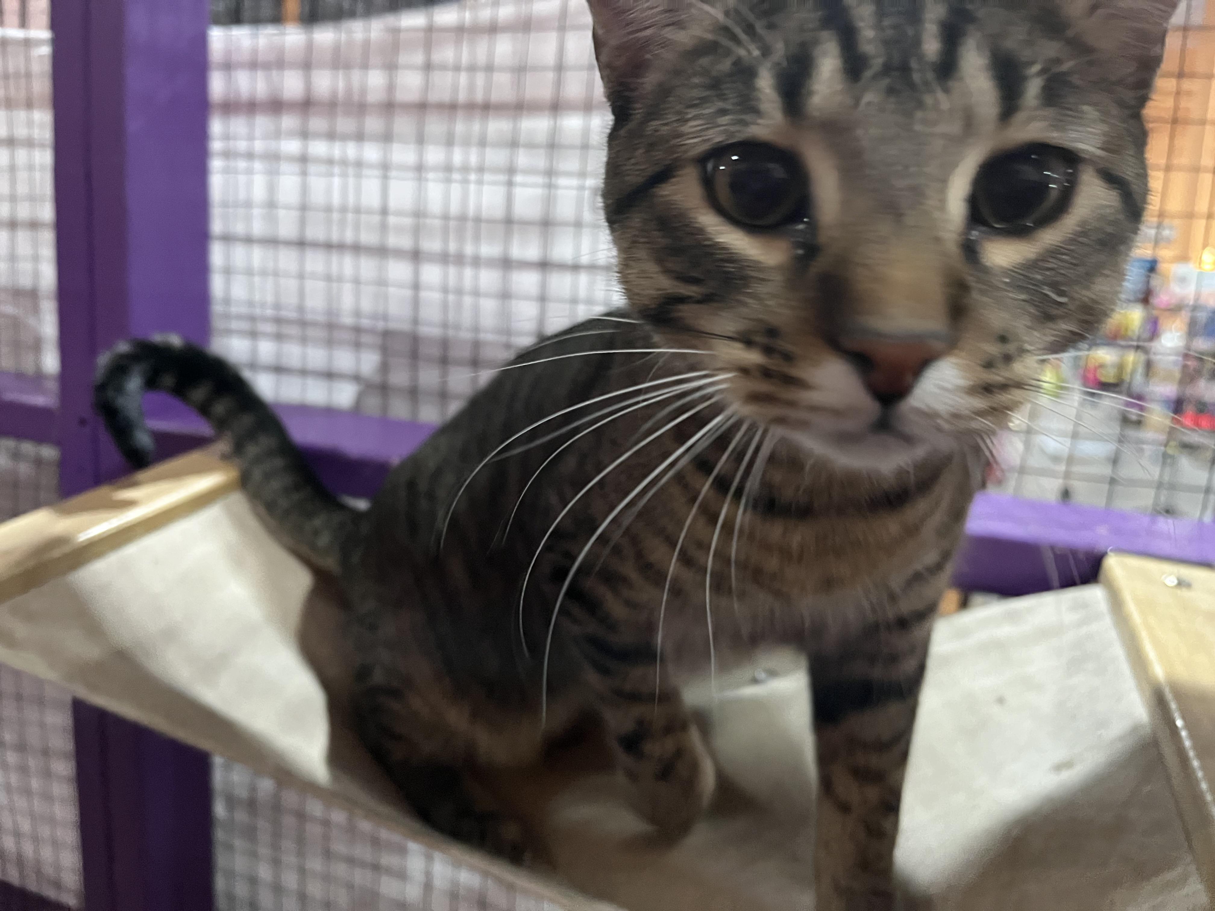 Sokka