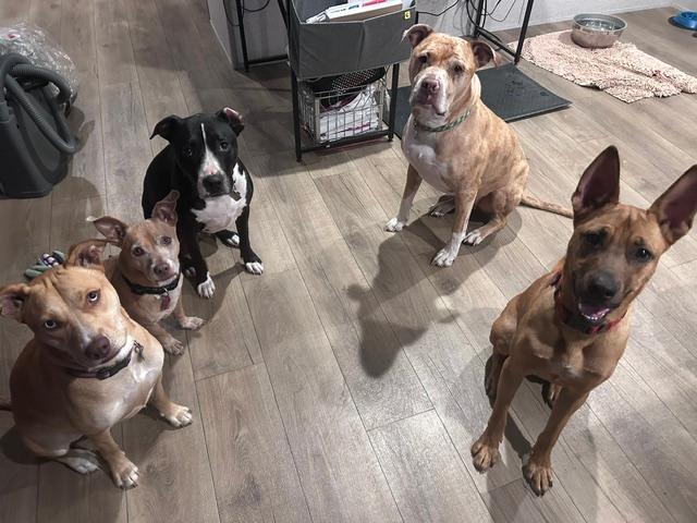 Enlarge Mars, a Adoptable Belgian Shepherd / Malinois in Houston, TX image 5/6