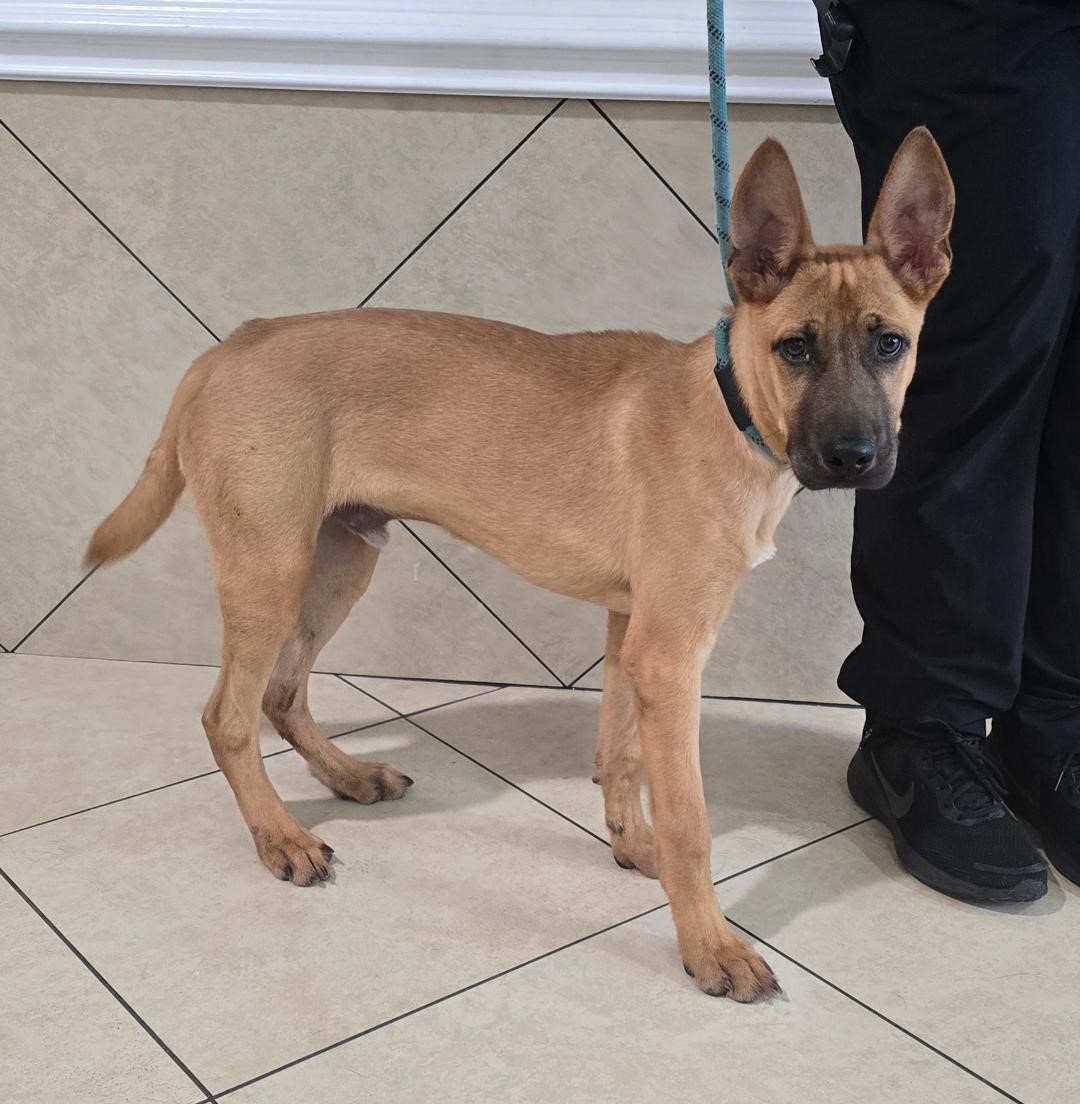 Enlarge Mars, a Adoptable Belgian Shepherd / Malinois in Houston, TX image 6/6