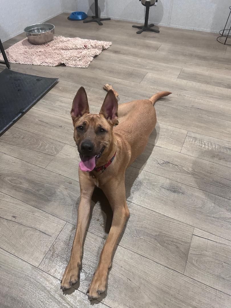 Enlarge Mars, a Adoptable Belgian Shepherd / Malinois in Houston, TX image 2/6