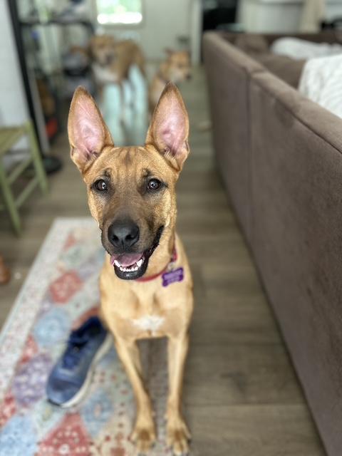 Enlarge Mars, a Adoptable Belgian Shepherd / Malinois in Houston, TX image 1/6