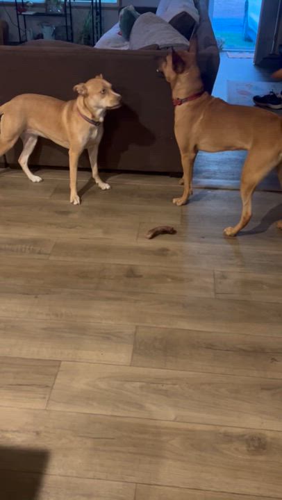 Enlarge Mars, a Adoptable Belgian Shepherd / Malinois in Houston, TX video 3/6