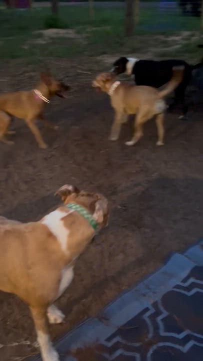 Enlarge Mars, a Adoptable Belgian Shepherd / Malinois in Houston, TX video 4/6