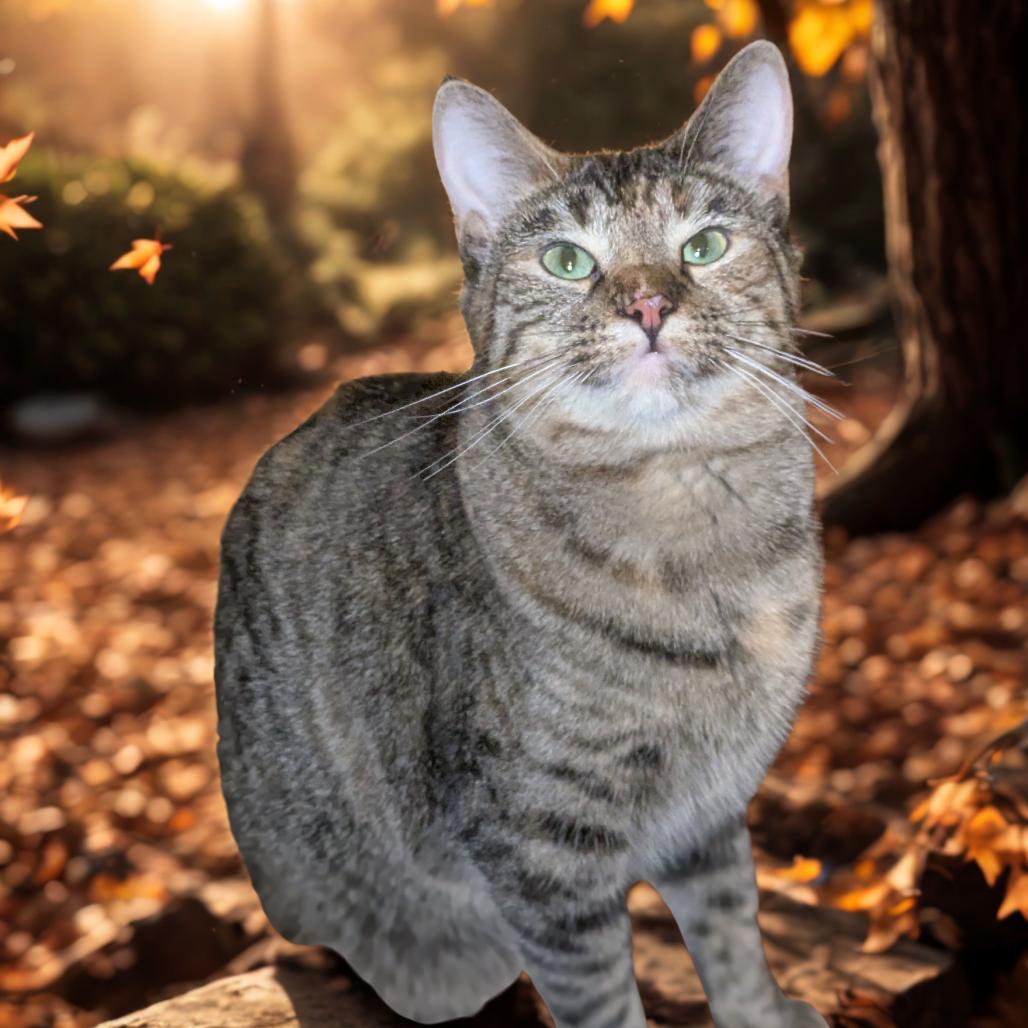 Biscuit, Adoptable, Adult Female Domestic Short Hair.