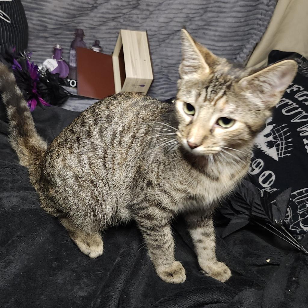 Biscuit, a Adoptable Domestic Short Hair in Greenwood, MO image 3/4