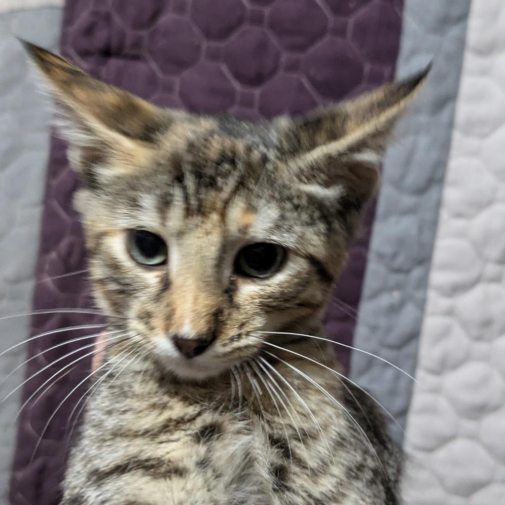 Biscuit, a Adoptable Domestic Short Hair in Greenwood, MO image 2/4