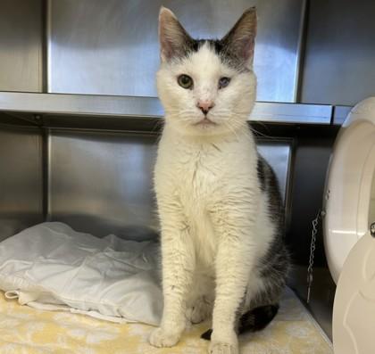 Mary Ellen, Adoptable, Senior Male Domestic Short Hair.