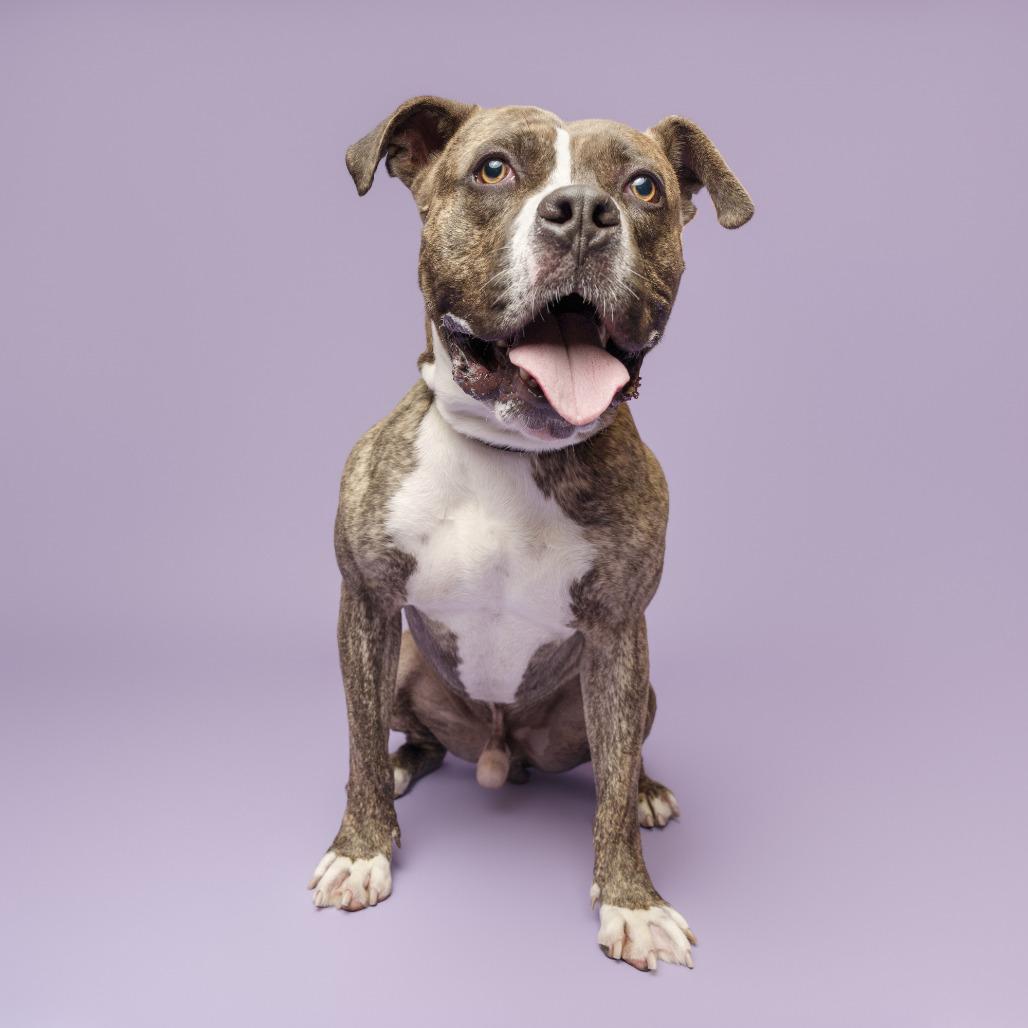 Amato, Adoptable, Adult Male Mixed Breed.