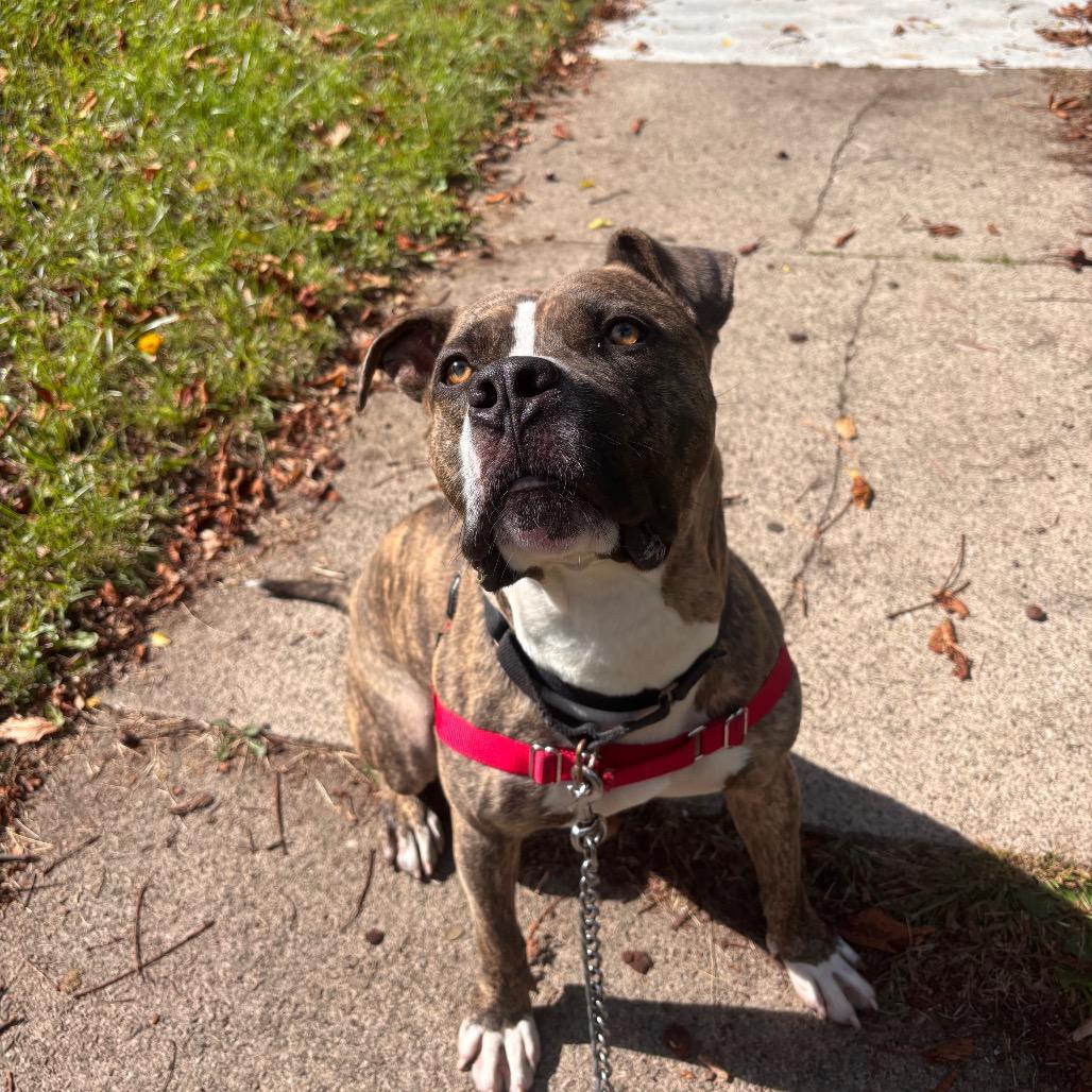 Enlarge Amato, a Adoptable Mixed Breed in Pittsburgh, PA image 2/6