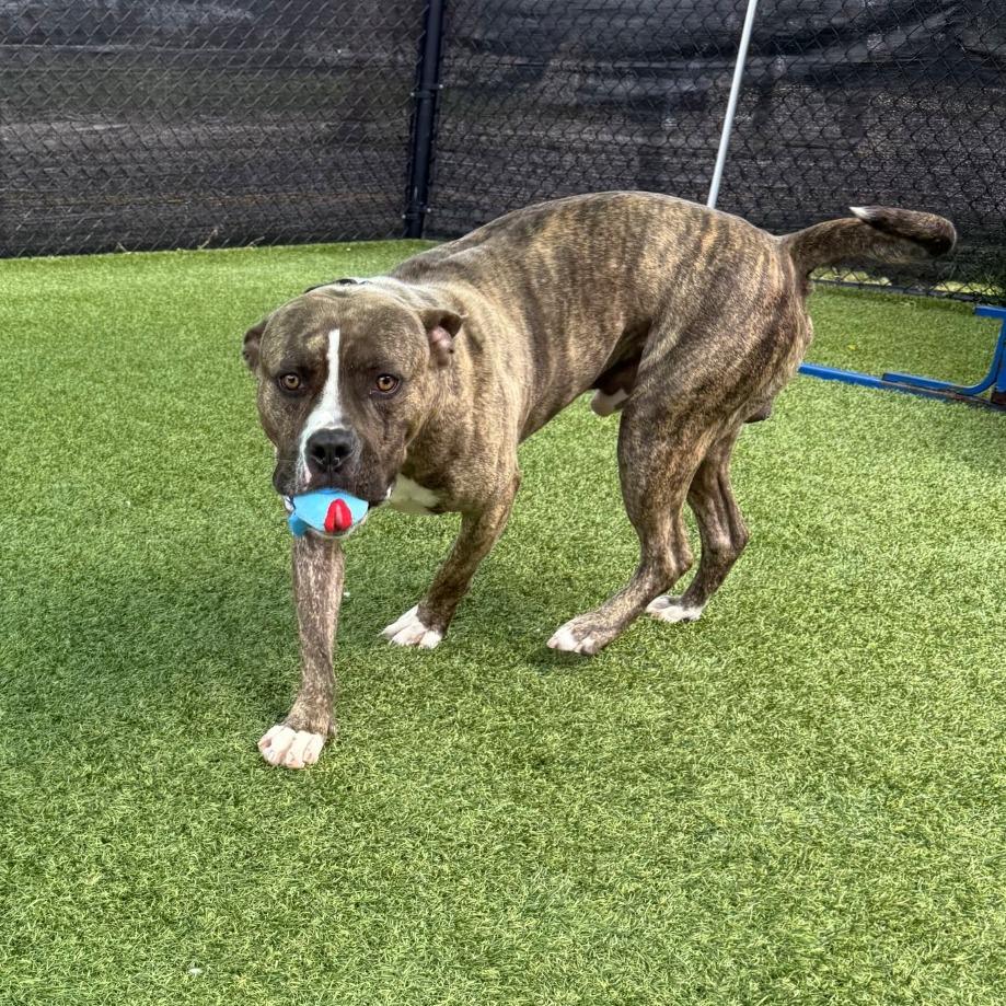 Amato, a Adoptable Mixed Breed in Pittsburgh, PA image 2/5