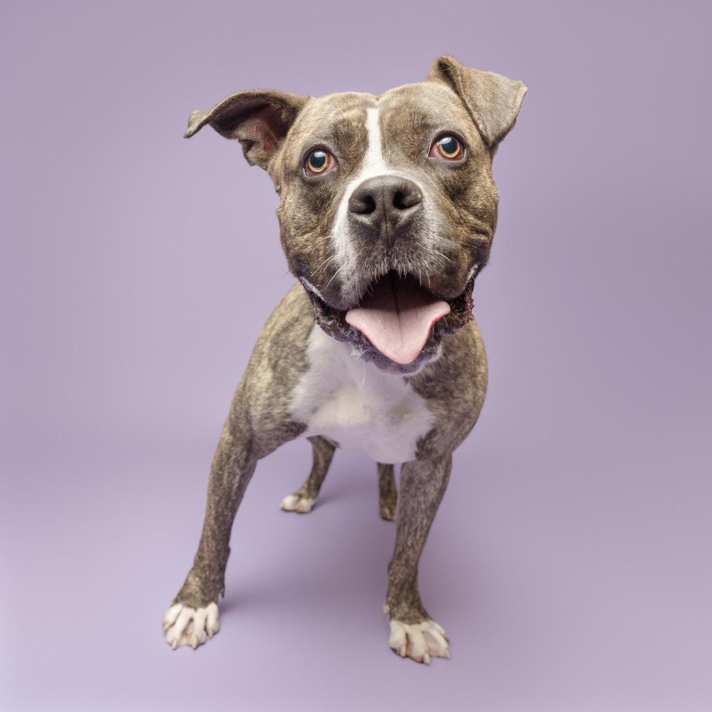 Amato, a Adoptable Mixed Breed in Pittsburgh, PA image 3/5