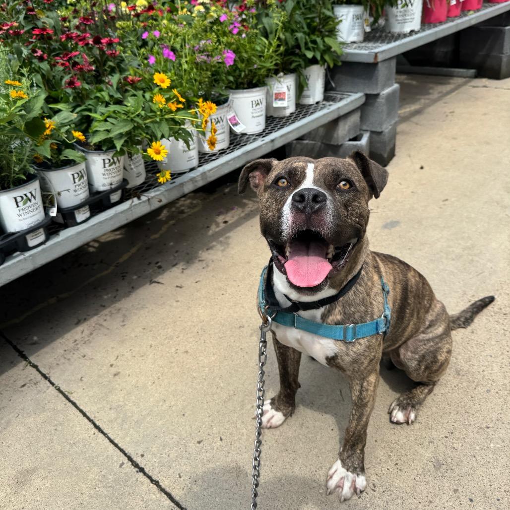 Enlarge Amato, a Adoptable Mixed Breed in Pittsburgh, PA image 4/6