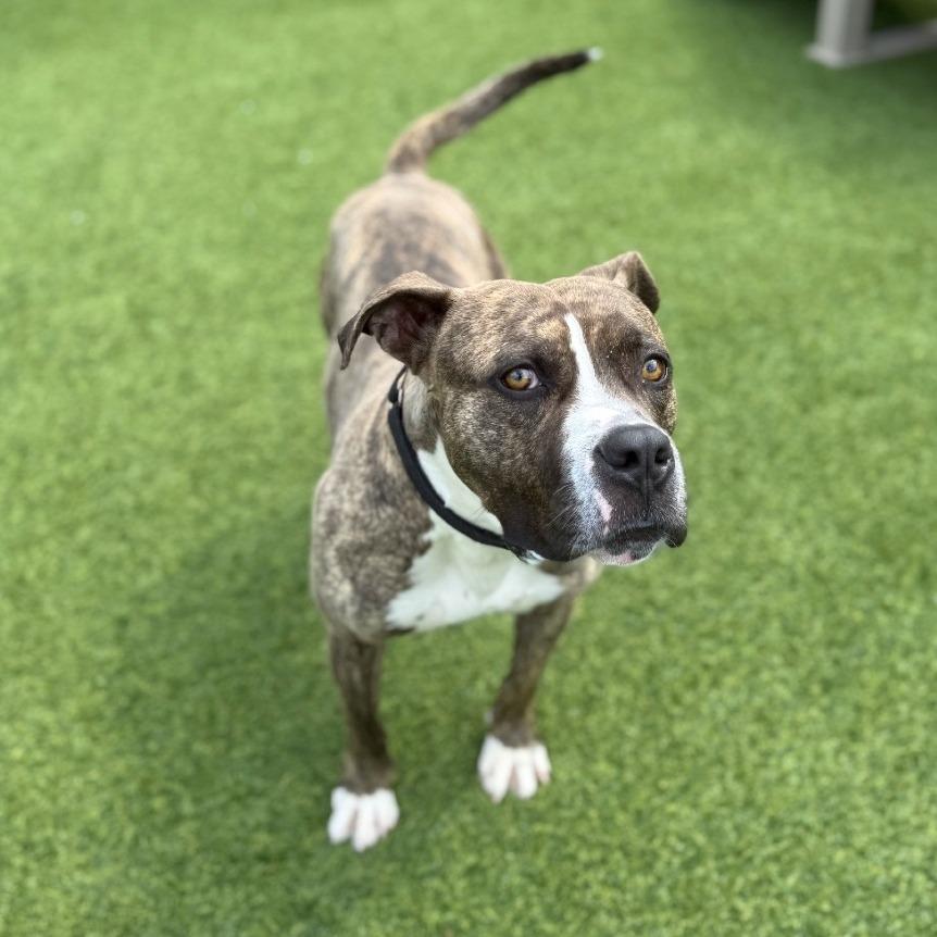Amato, a Adoptable Mixed Breed in Pittsburgh, PA image 4/5
