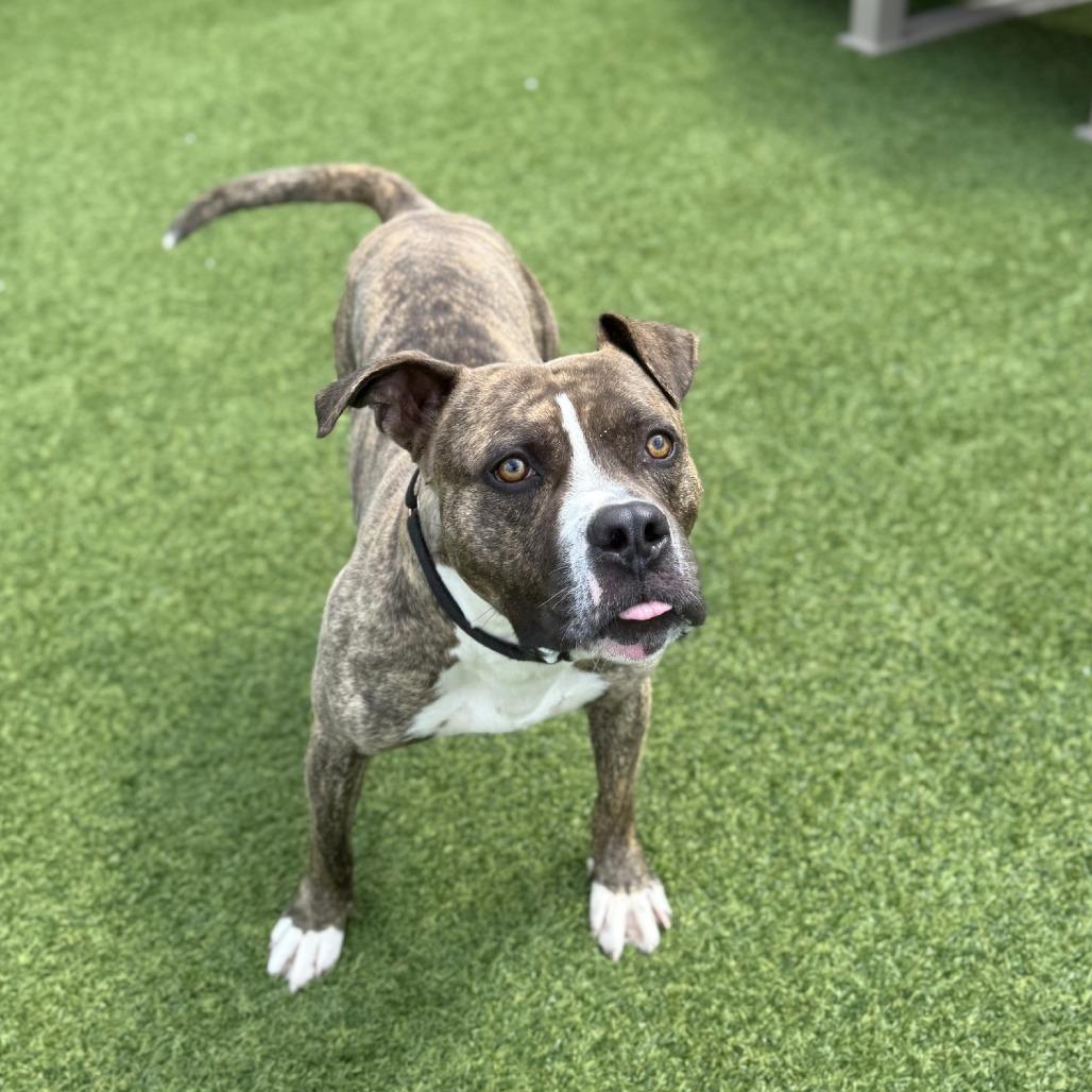 Amato, a Adoptable Mixed Breed in Pittsburgh, PA image 5/5