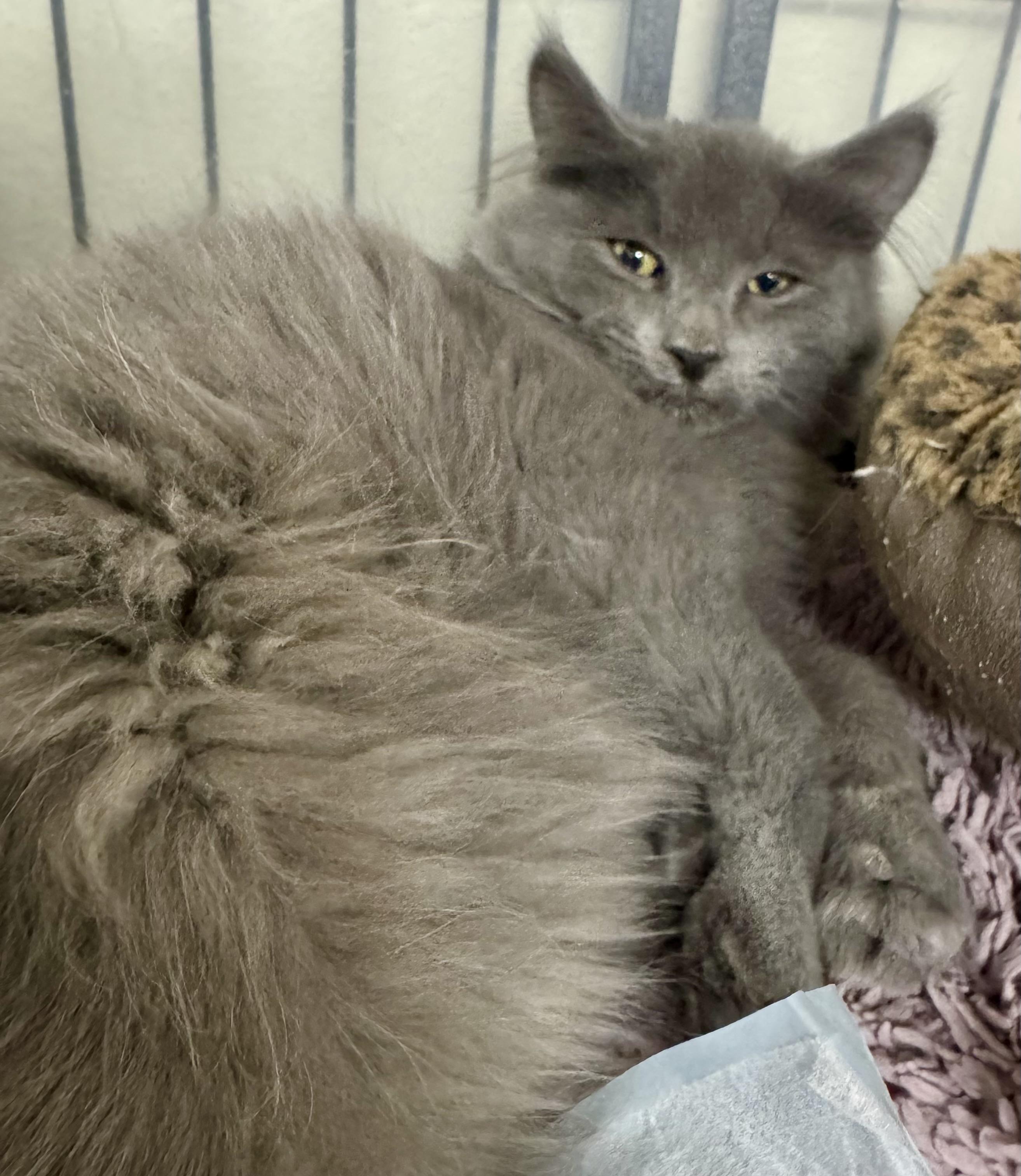 Enlarge Nenana, a Adoptable Domestic Medium Hair in Wasilla, AK image 1/1