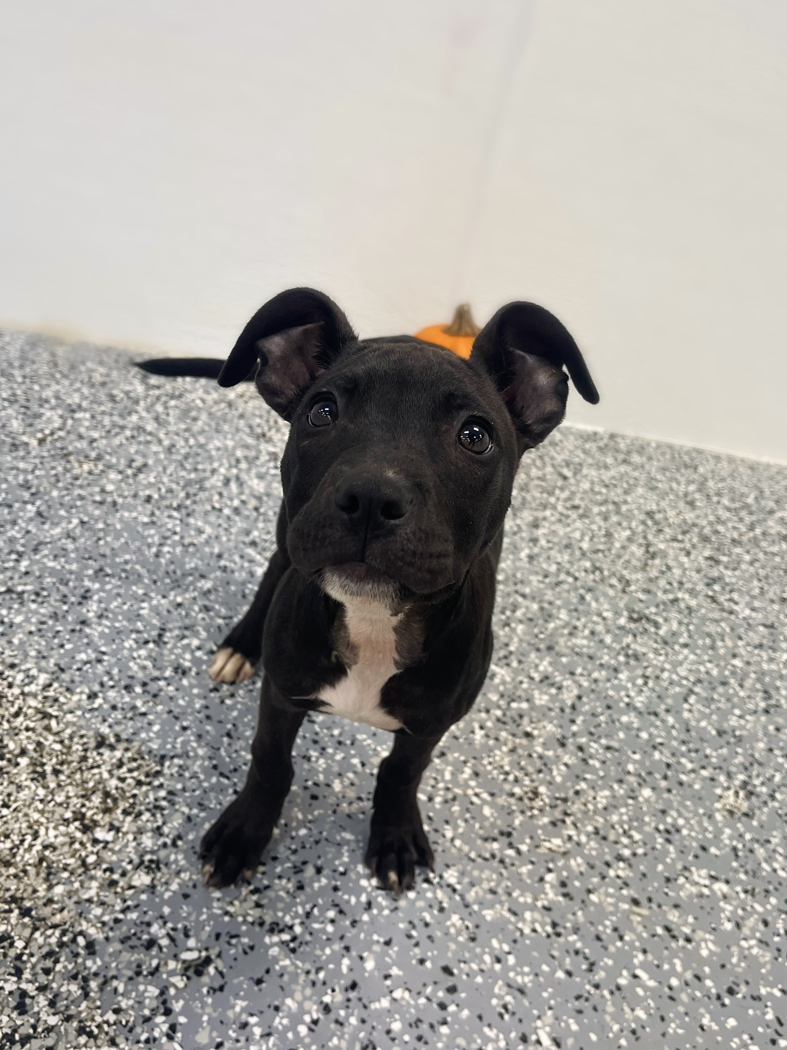 Dog for adoption Red Rum in NH! Come Meet our Adoptable Dogs