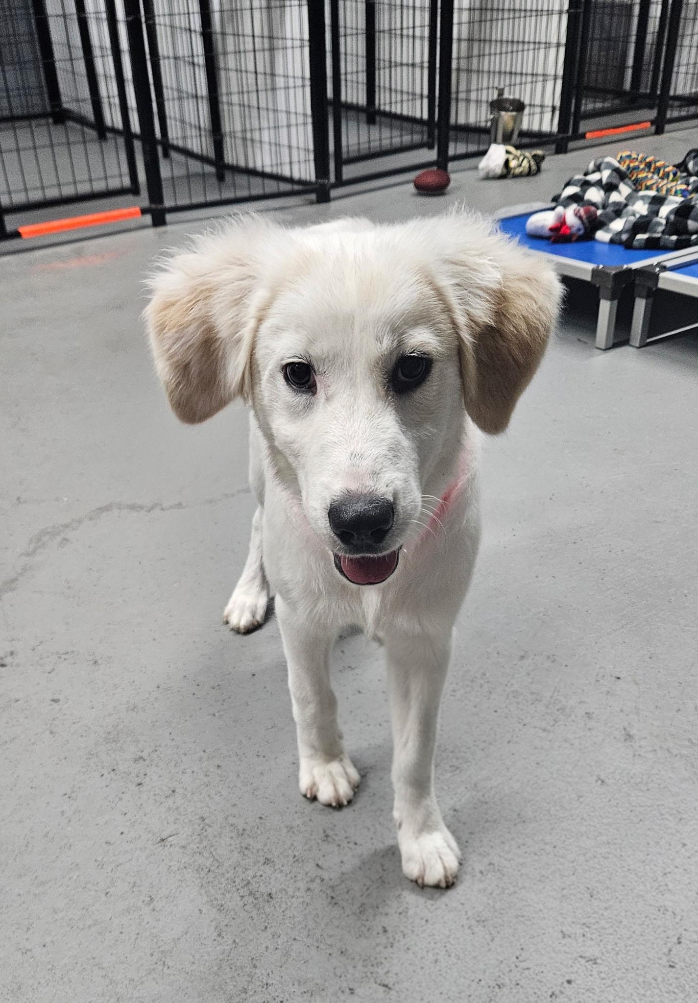 Cinda the pyrenees mix, an adopted mixed breed in Muskego, WI image 3/6