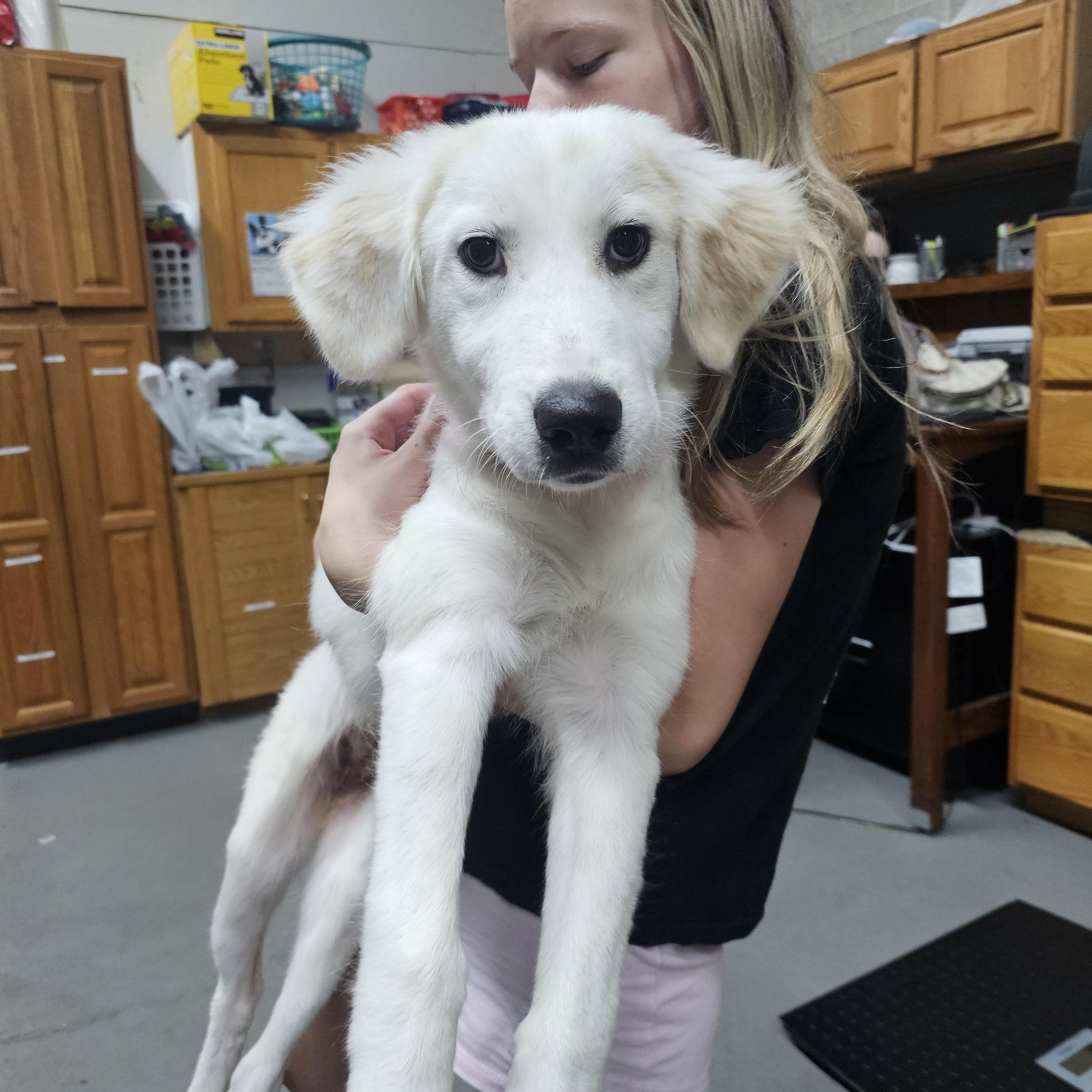 Cinda the pyrenees mix, an adopted mixed breed in Muskego, WI image 4/6