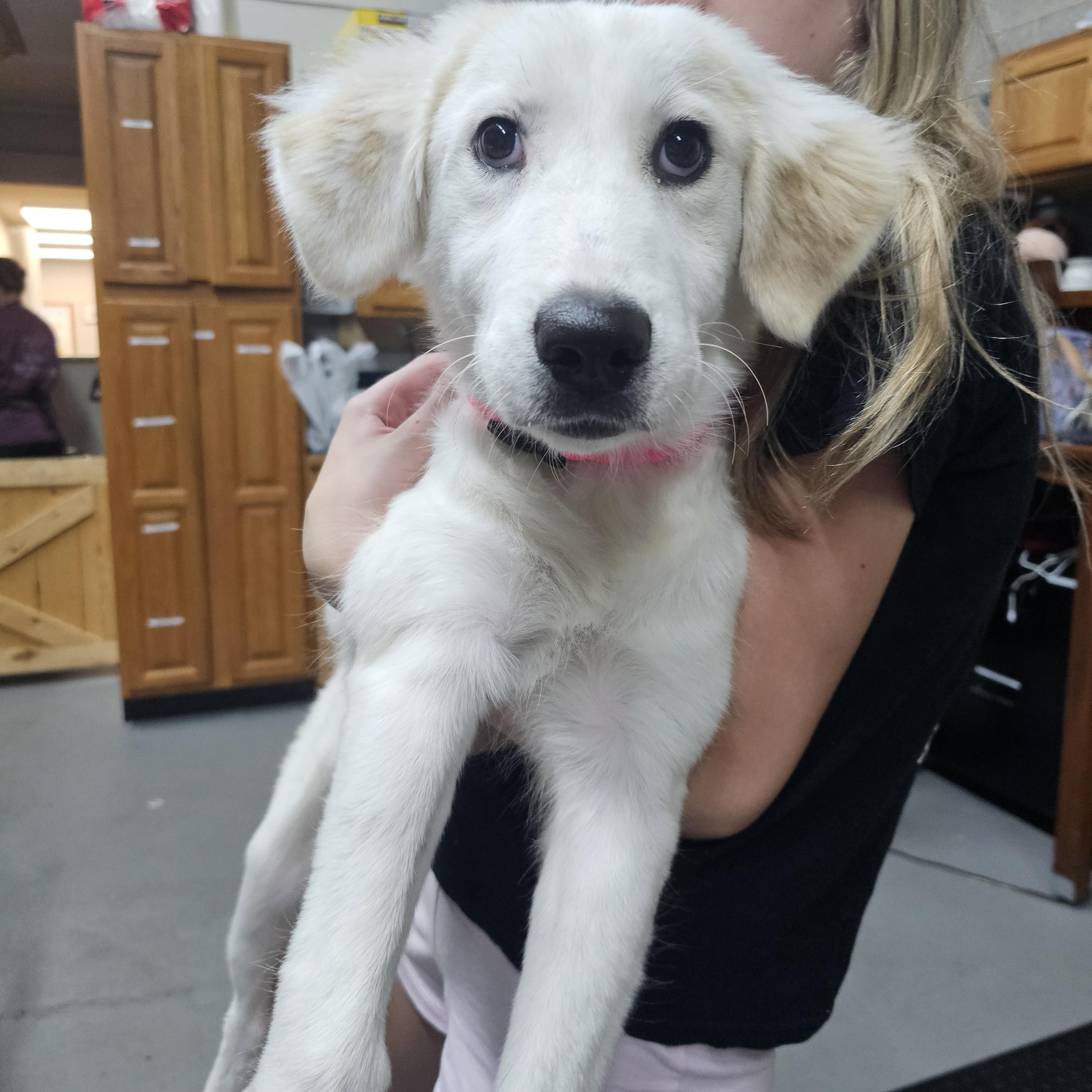 Cinda the pyrenees mix, an adopted mixed breed in Muskego, WI image 6/6