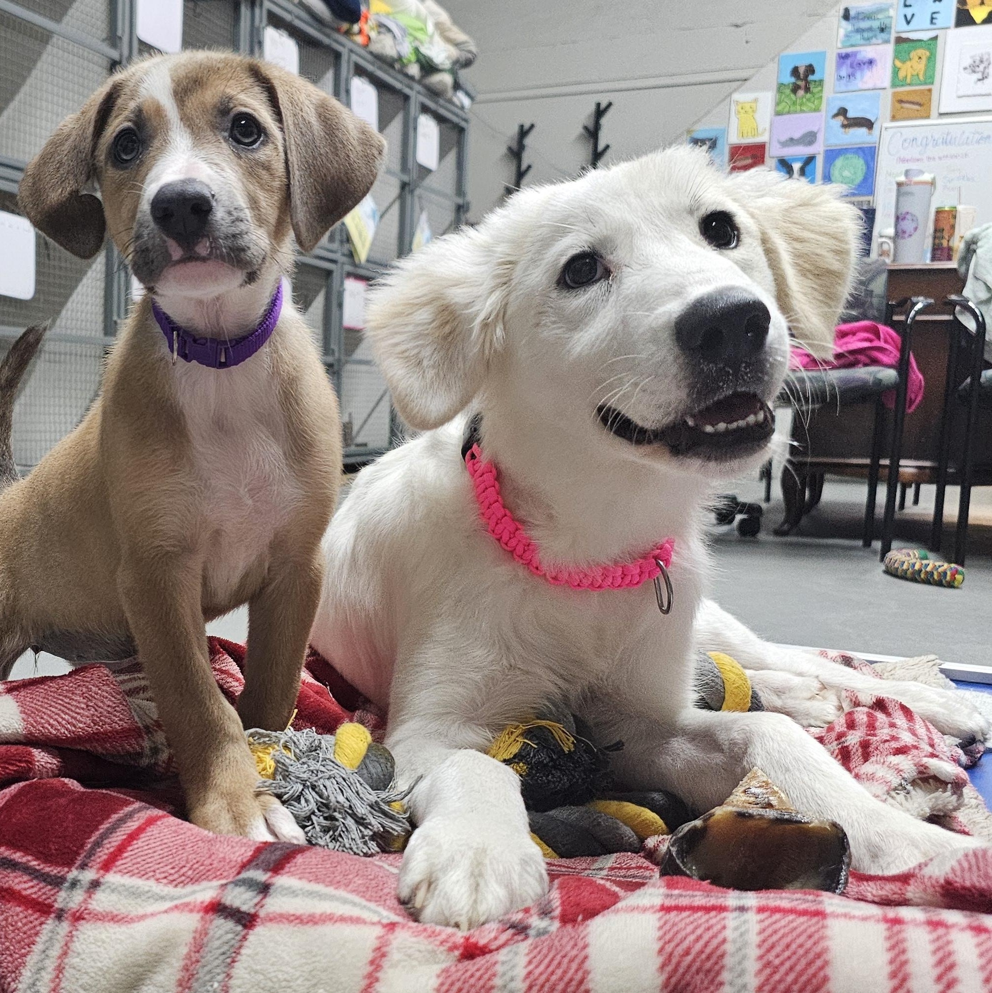 Cinda the pyrenees mix, an adopted mixed breed in Muskego, WI image 5/6