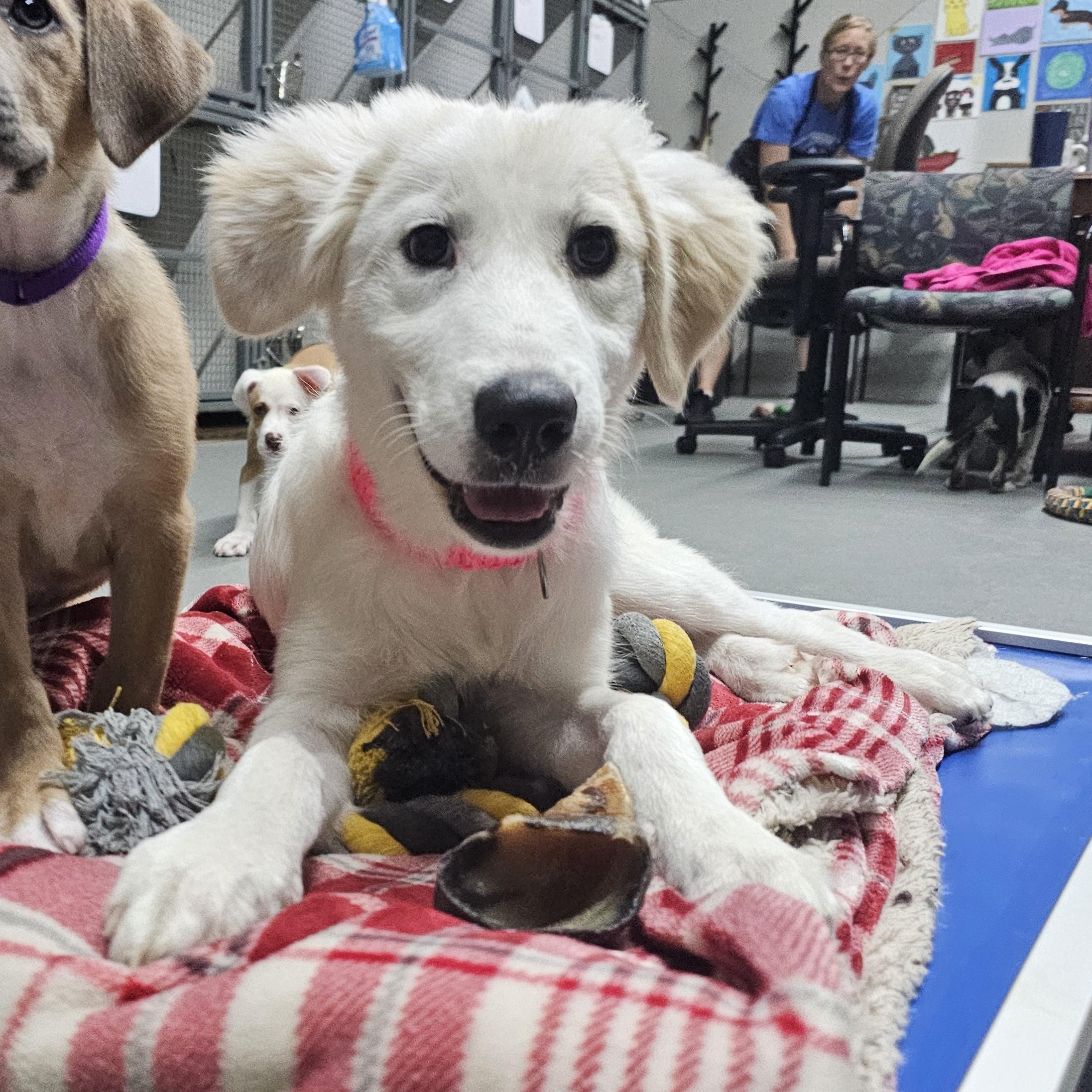 Cinda the pyrenees mix, adopted, Puppy Female Great Pyrenees & Golden Retriever.
