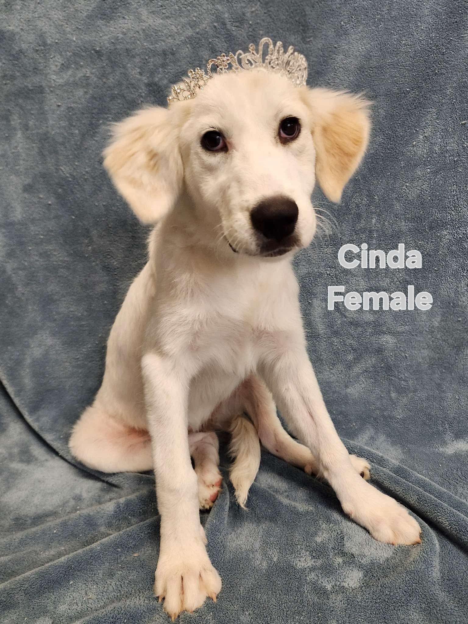 Cinda the pyrenees mix, an adopted mixed breed in Muskego, WI image 2/6