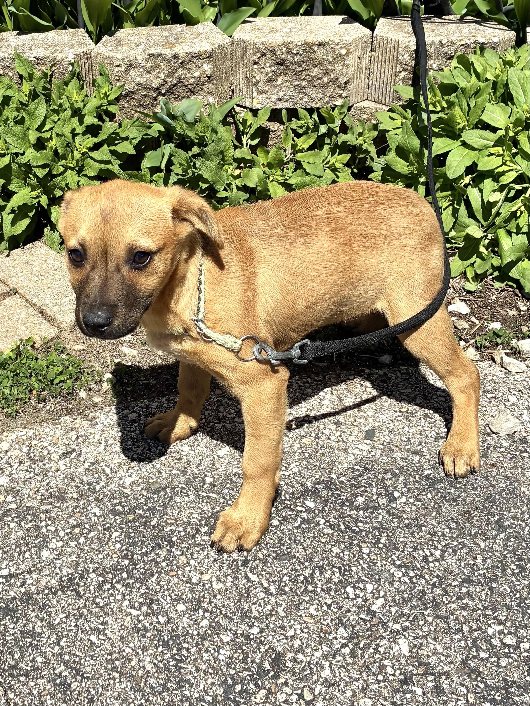 Enlarge Chickeroo, a Adoptable Mixed Breed in West Chicago, IL image 2/3