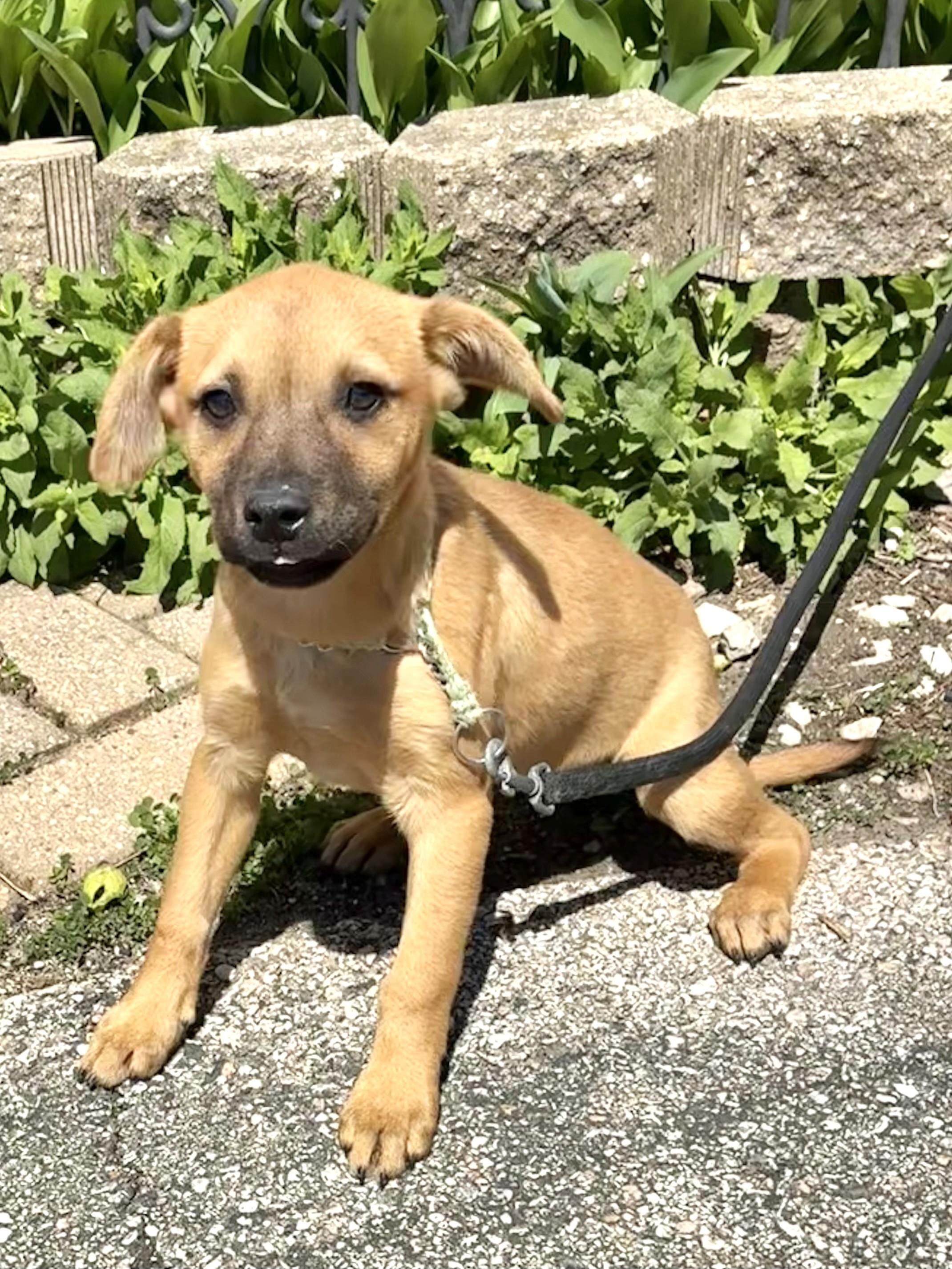 Enlarge Chickeroo, a Adoptable Mixed Breed in West Chicago, IL image 3/3