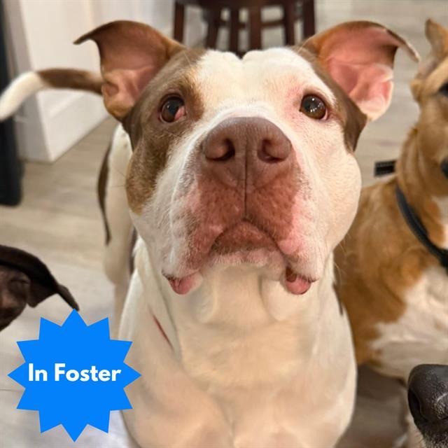 BRUNO, Adoptable, Adult Male Pit Bull Terrier.