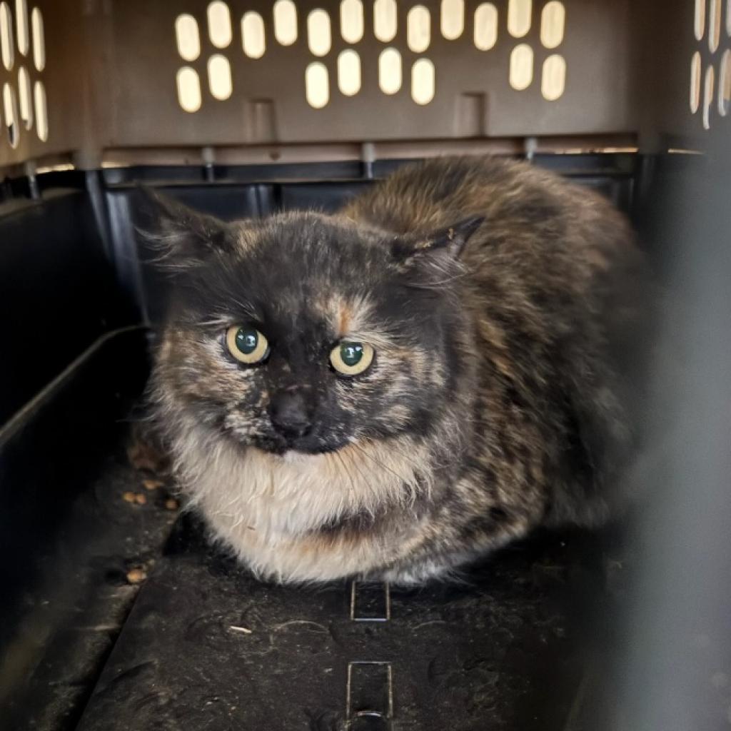 Hailey, Adoptable, Adult Female Domestic Medium Hair.