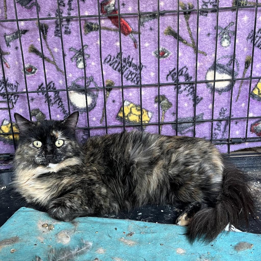 Enlarge Hailey, a Adoptable Domestic Medium Hair in Casa Grande, AZ image 2/2