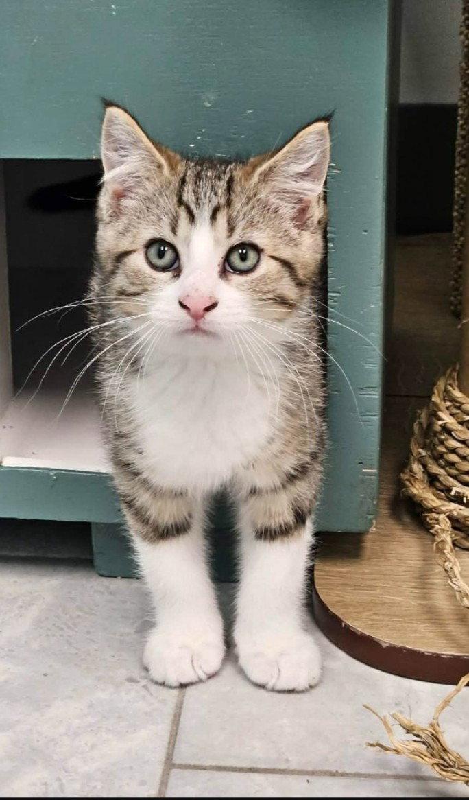 Enlarge Six, a Adopted Domestic Short Hair in Rochester, NY image 1/1